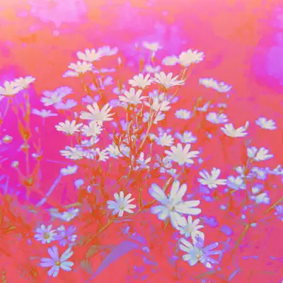 聆聽 Raphaë, Nui Selkie & Pegase 的「Soft Again - Single」