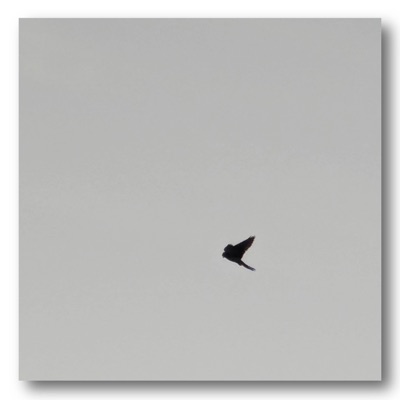 I GIVE YOU ALL THE PRAISE - Single