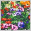 Bloom - Single