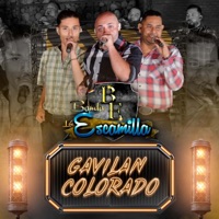Gavilán Colorado - Single - Banda Los Escamilla La Consentida De Jerez