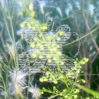 Fruit of Life (feat. yves aoi, jian & Chris Wallace) - Single - 1rokit