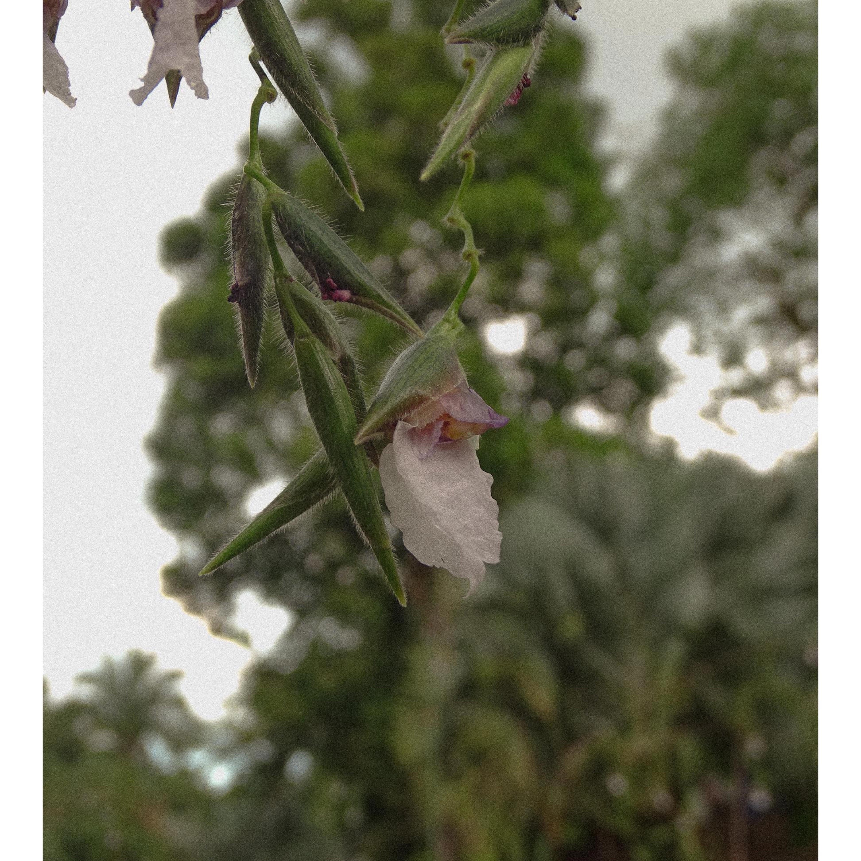 SA-115 - I Like Blue @SA115music