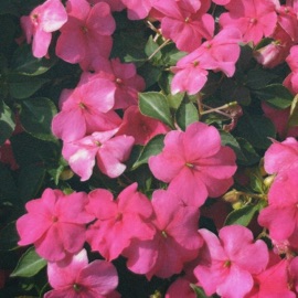 floral dream Solicit