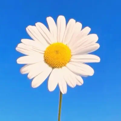 soonflowの「Everything Will Be Okay」を聴こう。