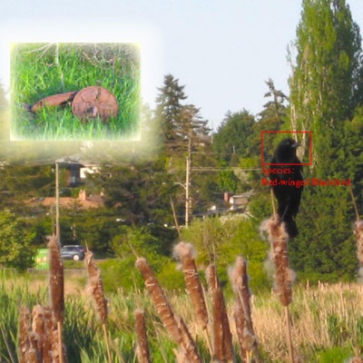 Birdwatching (feat. Mae Mildred) - Single