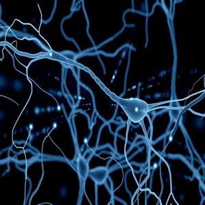 Interneurons - - EP