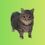 FROG OIIA - Single
