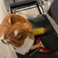 O WHY? - Single - starz*