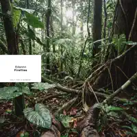 Fireflies — Edannn