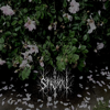 The Silence, Kept - strixxi new Single
