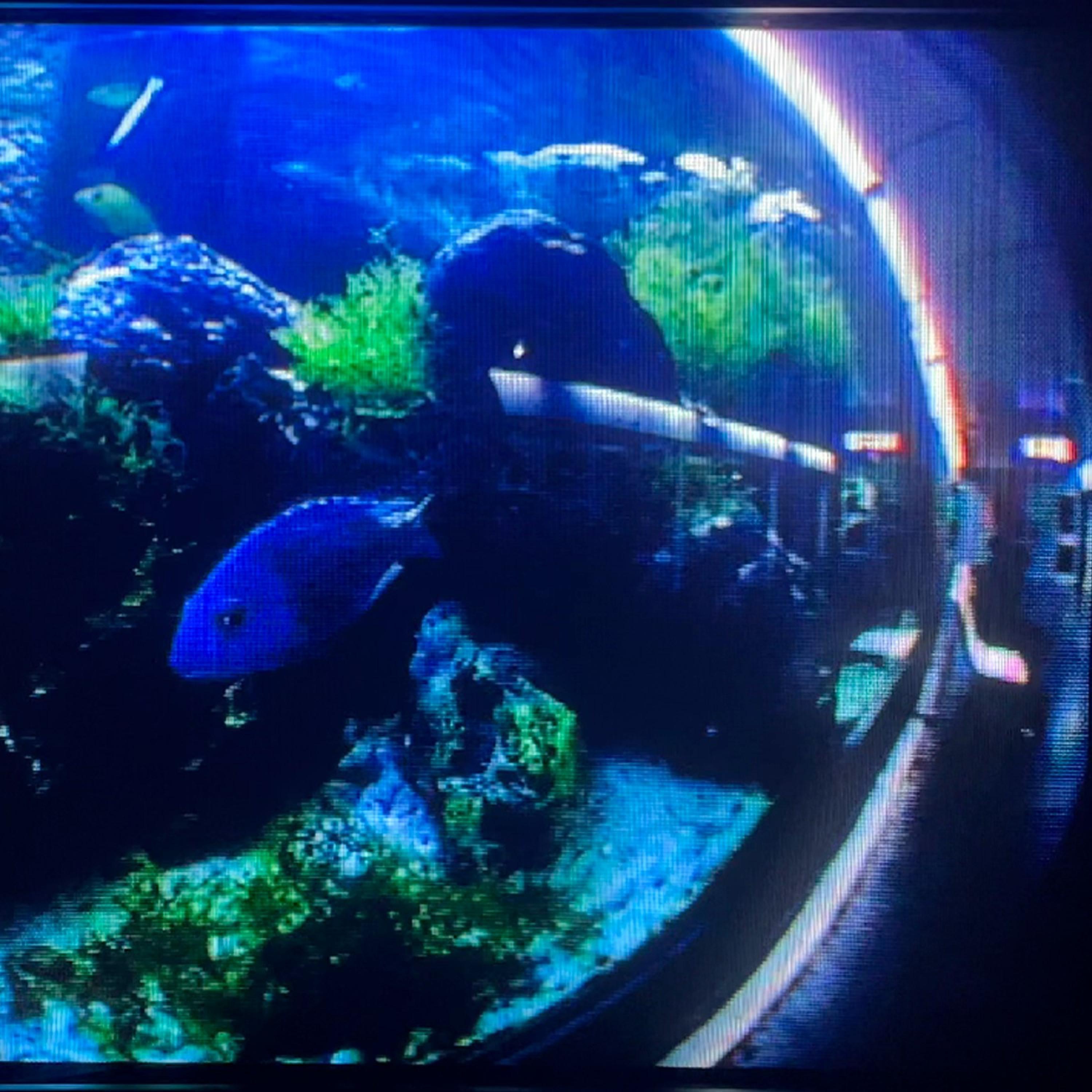 LIBEREZ LES POISSONS DE MONTEBELLO - Single