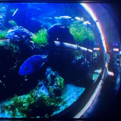 LIBEREZ LES POISSONS DE MONTEBELLO - Single