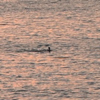 stick with me (feat. FATE) - Single - RM Hari