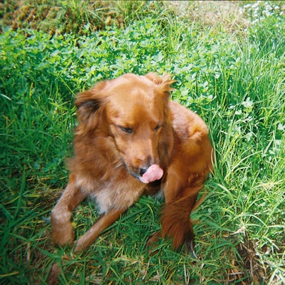 dog with a bone - Single