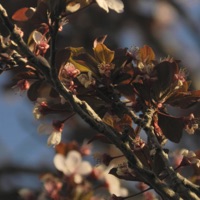 Done - Single - Satélite '97