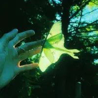 secret garden — echo angel