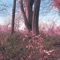 Redwood - Former Hero lyrics