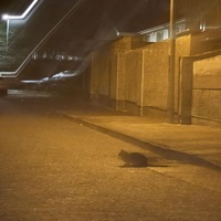 Witharose - Single - LG4 Ness