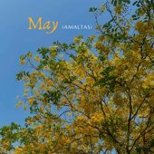 May (Amaltas)