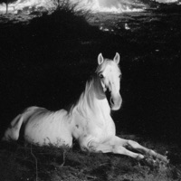 BLACKHORSE - Single - House of King