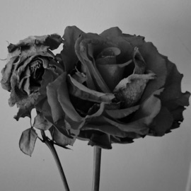 rose lowki