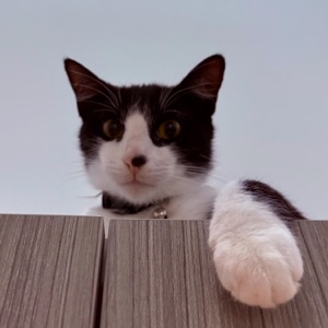 Steve Lazy
