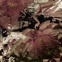 fiorentina - Single - emw0n