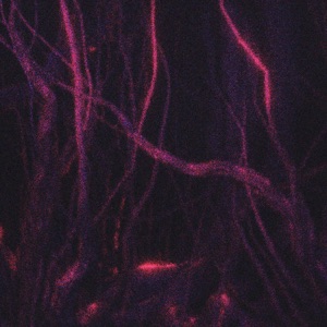ROOTS - Single