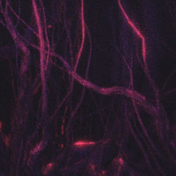 ROOTS - Single