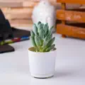 Tiny Leaf Energy
