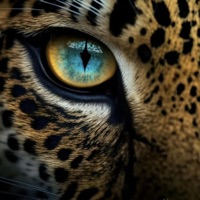 Recupera tu Mirada (feat. Amanda Pazmiño) - Single - Lobo Lawen