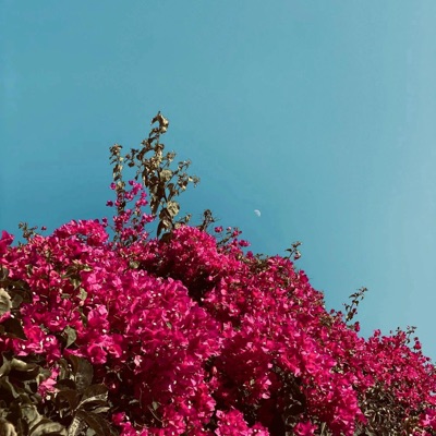 BOUGAINVILLEA - Single