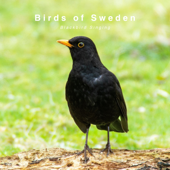 Blackbird Singing