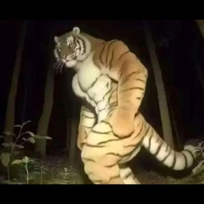 homlongang - Броски