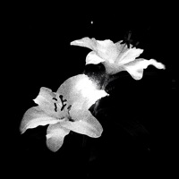 pulse - EP - Snxff & MURDERPLAYA