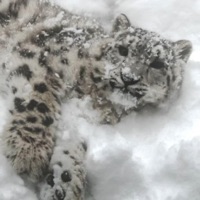 The Snow Leopard's After Party - Nimstarr
