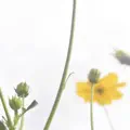 Horizontal Line