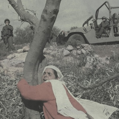 through the olive trees - Single