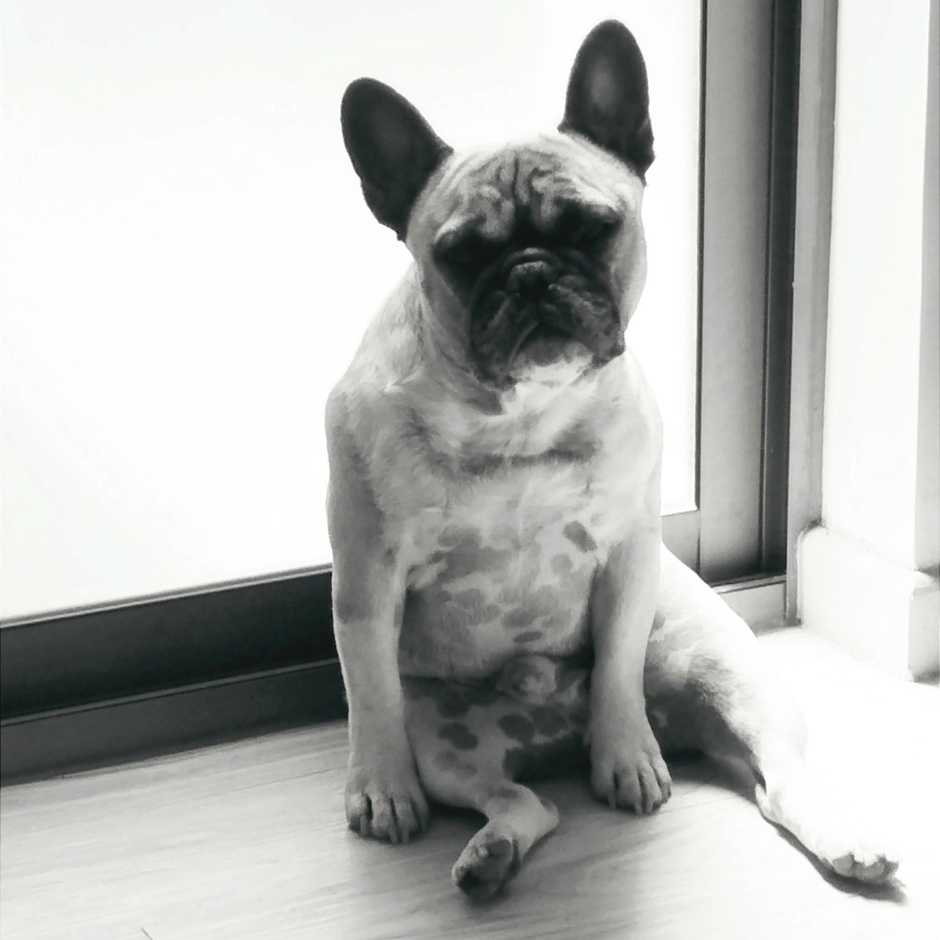 Sátira Social - Single