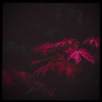 Morii - Single - Etsu