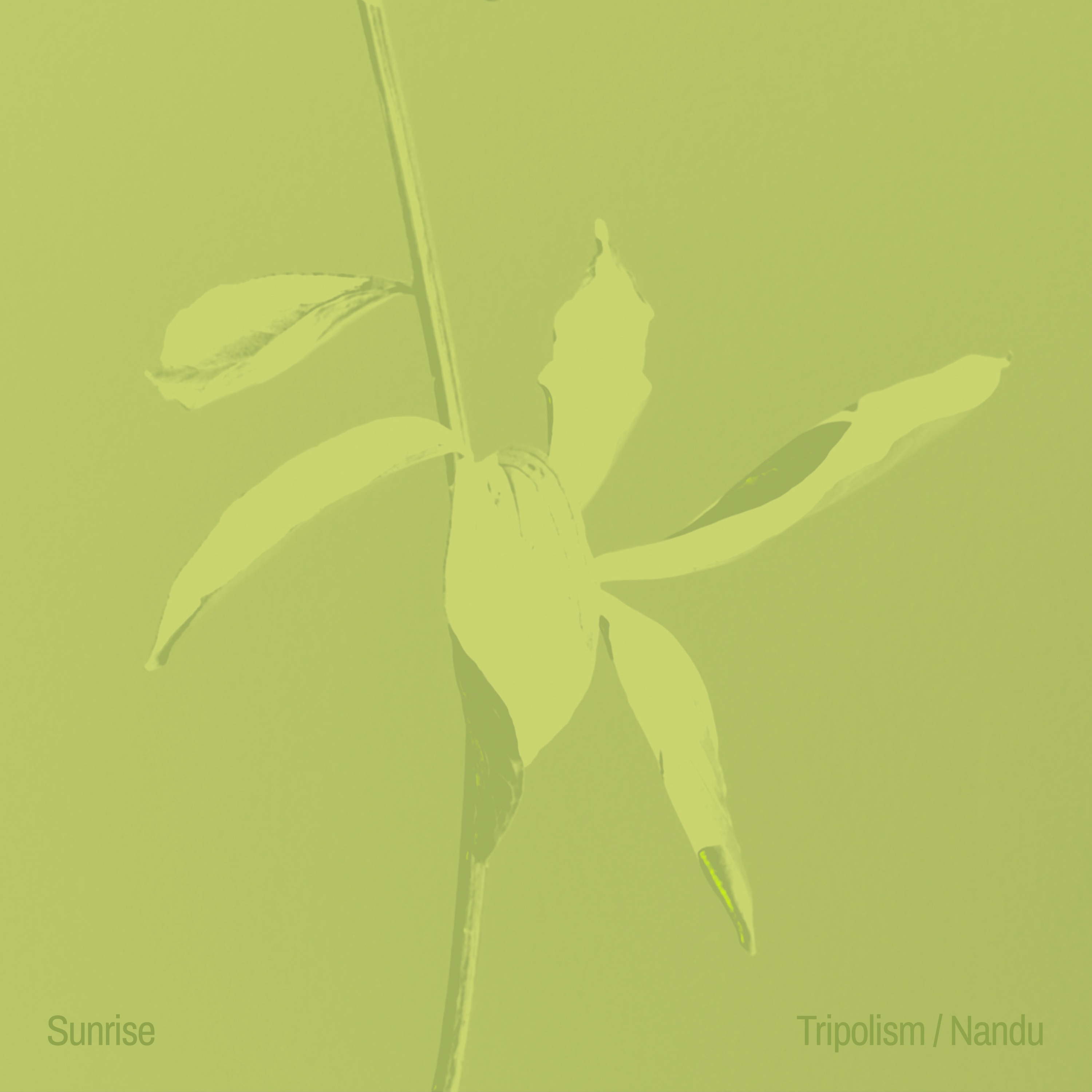Tripolism - Sunrise