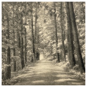 Cathedral Pines - Single