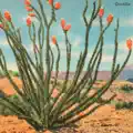 Ocotillo