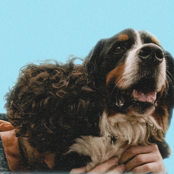 Dogs and kids