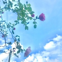 Rose (feat. I'm Geist) - Single - Dreamsi & nxietymeds