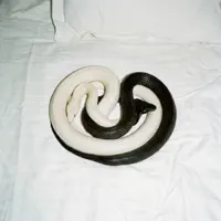 YIN YANG — Motive