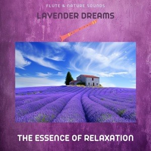 Lavender Dreams: The Essence of Relaxation