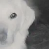 The Dog