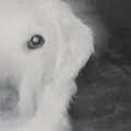 The Dog