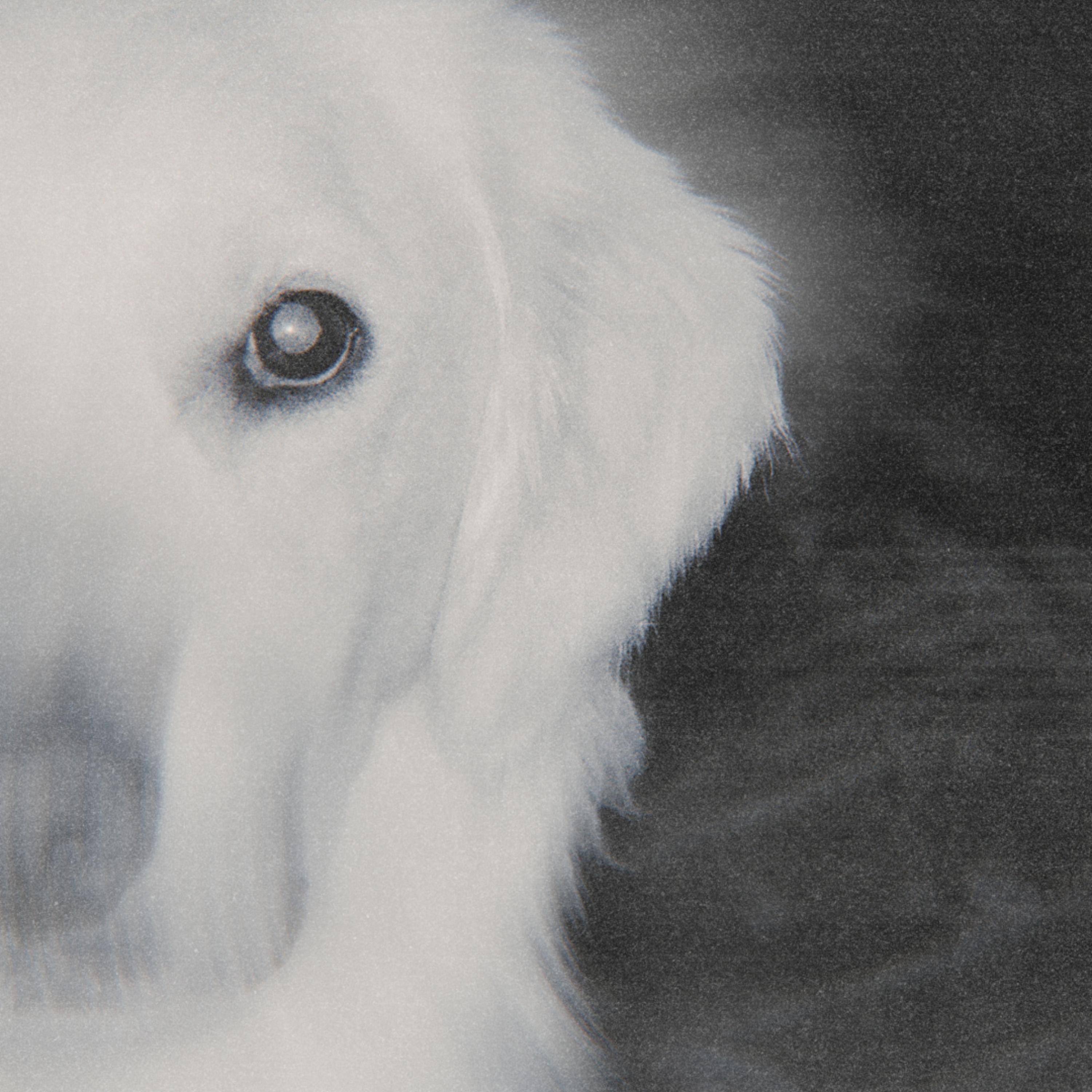 The Dog - Single